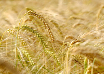Restructuring Agriculture